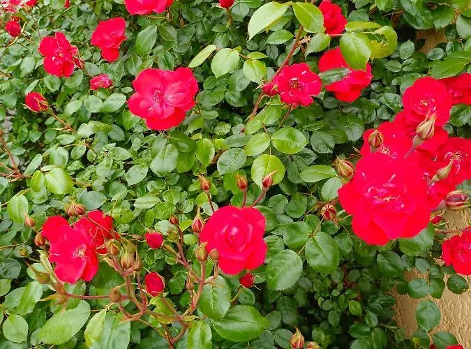 La maison des roses